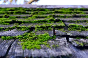 Rooftop Photosynthesis. Images: Remy Ngamije,